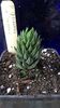 Haworthia glauca v. herrei