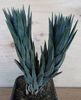 Haworthia glauca