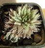 Haworthia gracilis v. isabellae Baviaanskloof