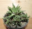 Haworthia guttata