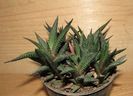 Haworthia limifolia