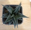 Haworthia limifolia v. nigra
