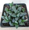 Haworthia magnifica