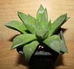 Haworthia marumiana v. batesiana