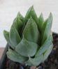 Haworthia planifolia