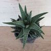 Haworthia pumila