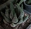 Haworthia pumila