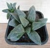 Haworthia pygmaea