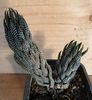 Haworthia reinwardtii v. kaffirdriftensis