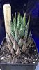 Haworthia reinwardtii