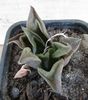 Haworthia retusa v. multilineata
