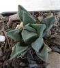 Haworthia retusa