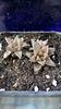 Haworthia sp.