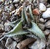 Haworthia venosa ssp. tessellata