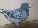 VINDUT