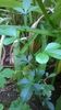 lamai de gradina(poncirus trifoliata)