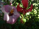 P1290845