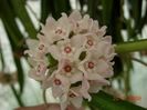 fiore_hoya_longifolia1_small_214