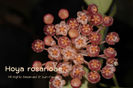 rosarioae-6676