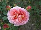 abraham darby_7619