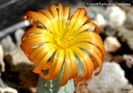Conophytum albescens