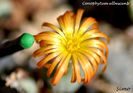 Conophytum albescens