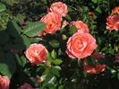 floribunda somon_8142