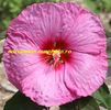 Hibiscus Aquarian