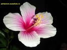 Hibiscus Rosa Sinensis White Pink