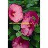 Hibiscus Moscheutos Rose