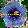Giant Hibiscus Exotic Coral