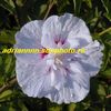 Hibiscus Althea White Chiffon