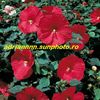 Hibiscus Disco Bell Red