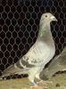 Guillermo