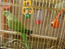 P1010131 rory