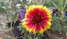 Gaillardia aristata Arizona Red Shades