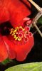 Hibiscus rosa-sinensis  07.09.2016