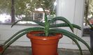 Aloe barbadensis 24.07.2016