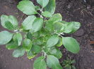 ginseng indian