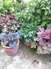 heuchera