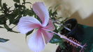Dainty pink