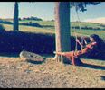 ☇.ʎsdʎɓ❤нєαят❀.; Bichonul e prea mainstream.. =)))). & Da, dar tot pe acolo ești.. -