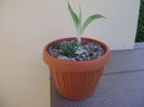 Agave attenuata & Aloe cv. Pepe