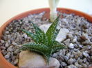 Aloe cv. Pepe