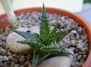 Aloe cv. Pepe