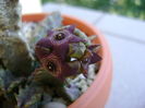 Caralluma europaea