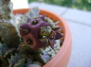 Caralluma europaea