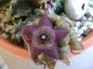 Caralluma europaea