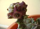 Caralluma europaea