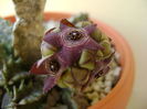 Caralluma europaea